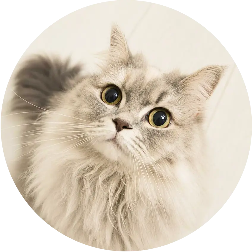 SOTSOTのマスコット猫、サイベリアンのすのちゃん