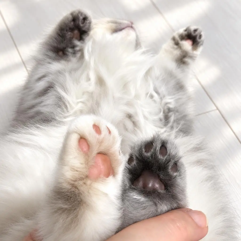 すのちゃんの肉球のひみつ